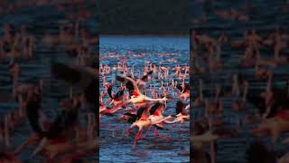 Little Flamingo little flamingo flying group flying over water colony at Lake Bogoria in Kenya [upl. by Ardnas]