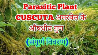 Parasitic plant Cuscuta amarbel के औषधीय गुण [upl. by Hutchings]