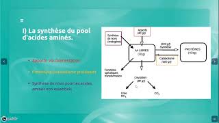 Métabolisme des acides aminés introduction [upl. by Nylsirhc]