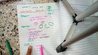 ANEMIA PATHOLOGY lecture 4 MEGALOBLASTIC ANEMIA with important stuff easy to do [upl. by Grimbal]