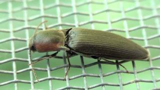 Click Beetle Elateridae Agriotes fucosus Closeup [upl. by Yraunaj]