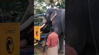 Kalidasan 💥💥💥ആനപ്രേമി elephant chirakkalkalidasan [upl. by Ruelle]