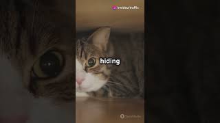 Why Cats Hide During Loud Noises [upl. by Terrej472]