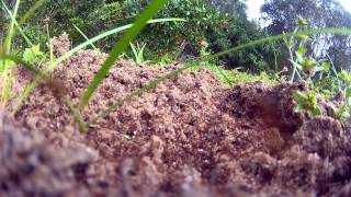 Millions of Fire Ants Swarm as I destroy their nest [upl. by Orly314]