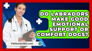 Do Labradors Make Good Emotional Support or Comfort Dogs  PetGuide360com [upl. by Eiznekam398]