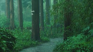 Listen to the rain on the forest path relax reduce anxiety and sleep deeply [upl. by Anaujd991]