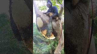 Techniques For Removing Bees From The Hive 😳 [upl. by Seow]