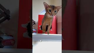 BeastAbyssinian cat 😼😻shots cat abyssinian animals stud catbreeds catlover [upl. by Hafeetal]