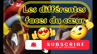 Les différentes faces du cœur [upl. by Esyned]