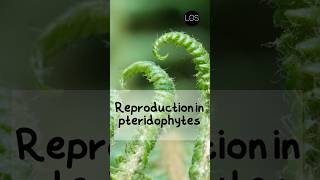 Reproduction in Pteridophytes Class 11 Biology  Plant Kingdom shorts biology [upl. by Hau481]