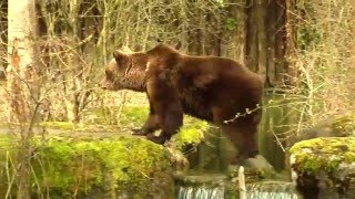 Tierpark Hellabrunn stellt Masterplan für nächsten 25 Jahre in München vor [upl. by Pope223]