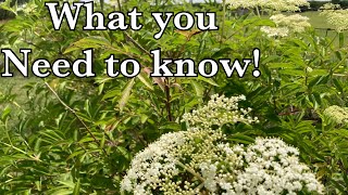 Growing Elderberry What you need to know [upl. by Teerprah320]