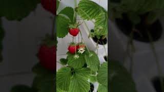 aeroponictower garden towergarden hydroponictower strawberrytower aeroponics plants [upl. by Dunning]