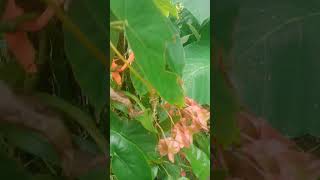 Begonia heartbeat floweringplant music rap funny [upl. by Marx]