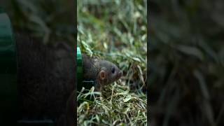 Get Rid of Rats 🐀 Without Harming Them diy pestsolutions shprts [upl. by Lorne517]