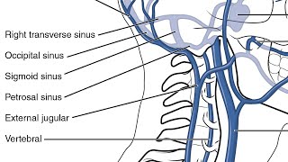 MNEMONIC  Tributaries of External Jugular Vein [upl. by Iderf]