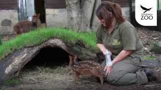 Keepers Step in to Hand Rear Little Pudu Fawn at Edinburgh Zoo [upl. by Carlyle832]