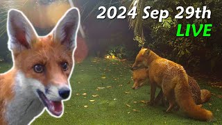 Foxes Live  2024 September 29th [upl. by Jc]