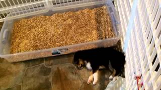 New Puppy Litter Box Training Part 5 [upl. by Elocyn]