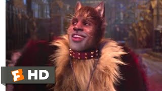 Cats 2019  The Rum Tum Tugger Scene 310  Movieclips [upl. by Werdn]