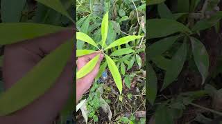 Alstonia devil tree morphology neetug plantsmorophology neetupdate neetstory pwneet vlog pw [upl. by Ykroc]