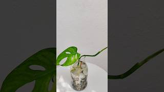 Monstera adansonii  Broken heart 💔 Water propagation shorts monsteraadansonii yt [upl. by Whiteley]