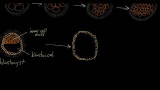 Segmentación blastulación gastrulación y neurulación  Khan Academy  Audio rioplatense [upl. by Libbna54]