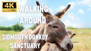 4K A walk around The Donkey Sanctuary Sidmouth Devon [upl. by Ecitnerp989]