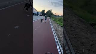 New Cycle Path in sHertogenbosch NL [upl. by Eelek842]