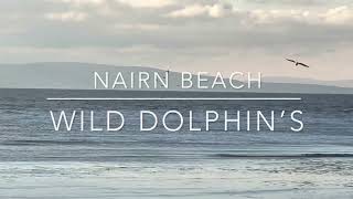 Nairn beach  wild dolphins 🐬 [upl. by Erma422]