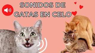 GATA EN CELO Maullido 😻 Gatos Enamorados [upl. by Adest]