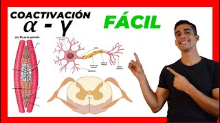 🧠​ Coactivación ALFA Y GAMMA ​✅​ FÁCIL EXPLICACION Motoneurona a y g [upl. by Meerak]