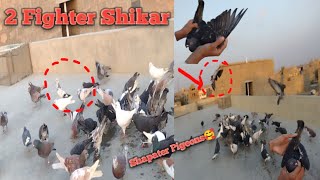 2 Shikar Pakkray Taza Tareen Laraiya From Orangi town  Shok For Shapater Pigeons [upl. by Acissey]