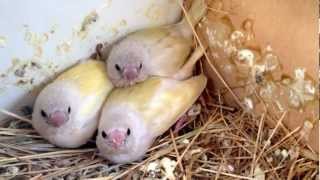 Baby Gouldian Finches [upl. by Ellehc691]