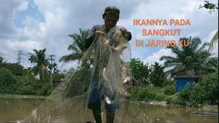 Puluhan Ikan Tersangkut Di Jaring Yang Saya Pasang [upl. by Garth681]