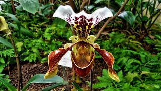 ORCHIDEEN Schau im Botanischen Garten Leipzig  März 2019 [upl. by Onin]