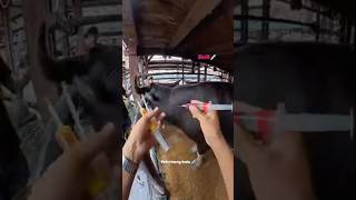 Veterinarian doctor life  animal hospital  animal veterinary love trending edit ytshorts [upl. by Litsyrk]