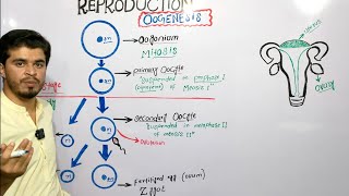 lec14  Oogenesis  Gametogenesis  by najeeb kakar [upl. by Land]