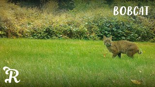 Beautiful Bobcat  Trail Cams  Fall [upl. by Nnawtna]