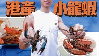 高質港產小龍蝦出爐！三文魚作飼料 坑渠味BYE BYE｜Channel C HK [upl. by Drolyag]