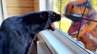 Luna the panthers reaction to a dinosaur 😳😁🐆🦖ENG SUB [upl. by Jentoft]