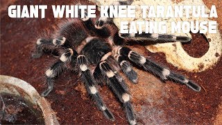 GIANT WHITE KNEE TARANTULA EATING MOUSE [upl. by Fletch]