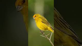 JILGUERO DORADO ARGENTINO SICALIS FLAVEOLA EL CANTO MAS HERMOSO jilguero jilguerocanto aves [upl. by Medora698]