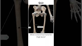 what is the anatomical name for thigh bone whatthighboneanatomyshortsquizshortsfeedbio [upl. by Weig]