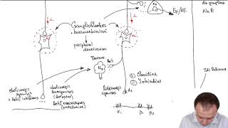 Adrenergic Drugs Medications Acting on Preganglionic amp Postganglionic Fibers of the ANS Part 16 [upl. by Gorrono851]