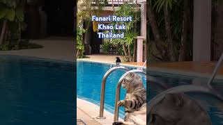 Khao Lak Thailand Fanari Resort 3 2024 Pool shorts trending viral [upl. by Osicnarf]