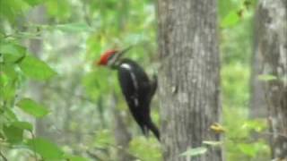 Pileated Woodpecker [upl. by Jammie]