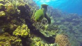 Diving Roatan Honduras coral reefs [upl. by Uaerraj]