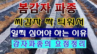 텃밭농부 1348 봄감자 파종하기 요점정리 씨감자 싹 틔우고 일찍 심는 이유 감자재배 [upl. by Bigot]