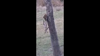 Cute little baboons playing on the tree at Djuma Waterhole [upl. by Ynavoj]